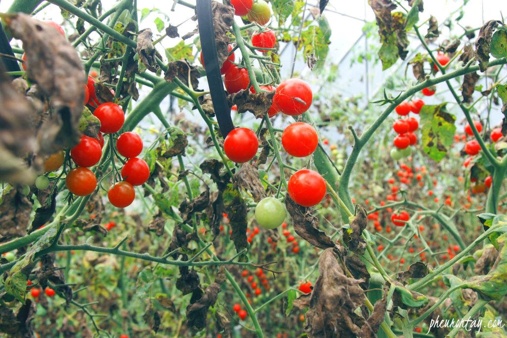 plucking cherry tomatoes, korea farm tour 