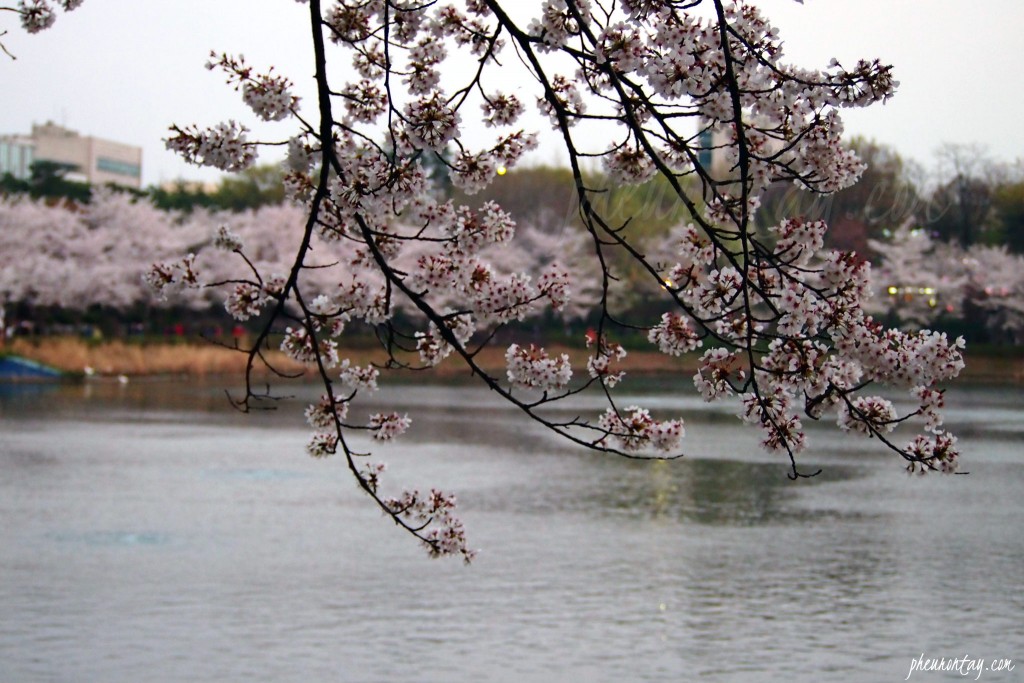 night cherry blossom seokchon lake