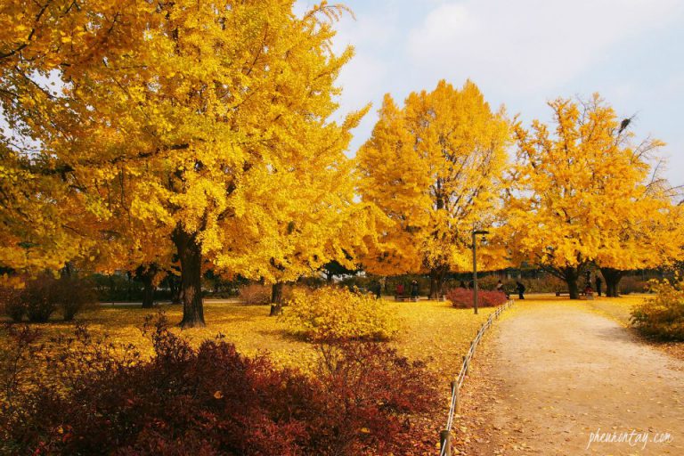 #InsiderKR: 4 Best-Kept Secret Places to See Autumn Foliage in Korea ...