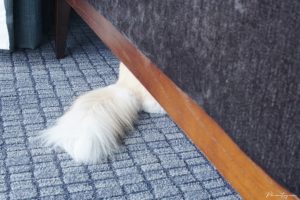 cat hiding under hotel bed 